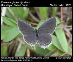 Attēlu rezultāti vaicājumam “Everes argiades”