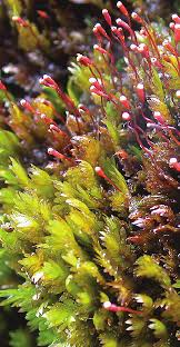 Attēlu rezultāti vaicājumam “Fissidens osmundoides”