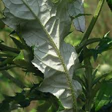 Attēlu rezultāti vaicājumam “Cirsium x rigens leaf”