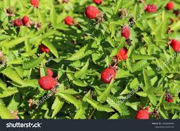 Attēlu rezultāti vaicājumam “Rubus illecebrosus fruit”