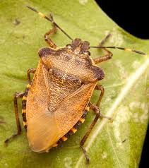 Attēlu rezultāti vaicājumam “Troilus luridus”