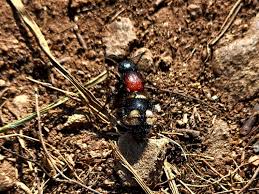 Attēlu rezultāti vaicājumam “Mutilla europaea”