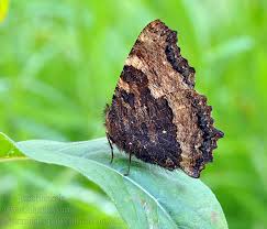 Attēlu rezultāti vaicājumam “Nymphalis polychloros”