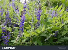 Attēlu rezultāti vaicājumam “Galega orientalis leaf”