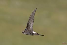 Image result for Apus pacificus