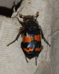 Attēlu rezultāti vaicājumam “Nicrophorus investigator”