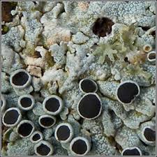 Attēlu rezultāti vaicājumam “Physcia aipolia”