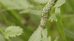 Attēlu rezultāti vaicājumam “Cucullia lucifuga larva”