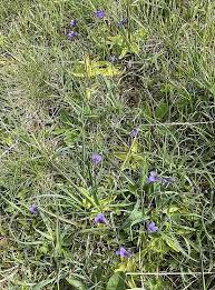 Attēlu rezultāti vaicājumam “Geocrypta galii”