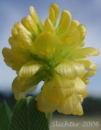 Attēlu rezultāti vaicājumam “Trifolium aureum leaf”
