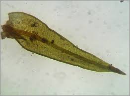 Attēlu rezultāti vaicājumam “Didymodon rigidulus sporophyte”