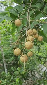 Attēlu rezultāti vaicājumam “Cinna latifolia fruit”