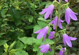 Attēlu rezultāti vaicājumam “Campanula rapunculoides bud”