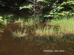 Attēlu rezultāti vaicājumam “Glyceria fluitans fruit”