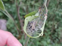 Attēlu rezultāti vaicājumam “Yponomeuta malinellus / cagnagella larva”