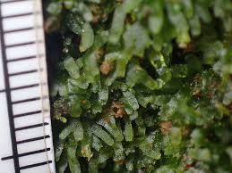 Attēlu rezultāti vaicājumam “Riccardia latifrons”