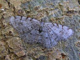 Attēlu rezultāti vaicājumam “Aethalura punctulata”