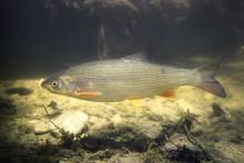 Image result for Chondrostoma nasus