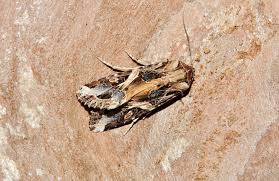 Attēlu rezultāti vaicājumam “Agrochola litura imago”