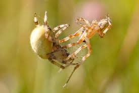Attēlu rezultāti vaicājumam “Araneus quadratus female”