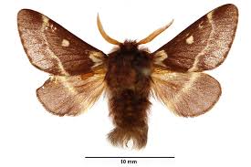 Attēlu rezultāti vaicājumam “Eriogaster lanestris”