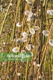 Attēlu rezultāti vaicājumam “Salix caprea bud”