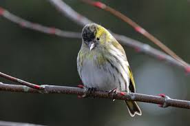 Attēlu rezultāti vaicājumam “Carduelis spinus”