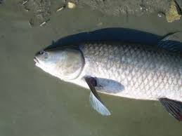 Image result for Mylopharyngodon piceus