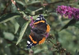 Attēlu rezultāti vaicājumam “Vanessa atalanta upperside”