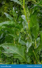 Attēlu rezultāti vaicājumam “Rumex confertus”