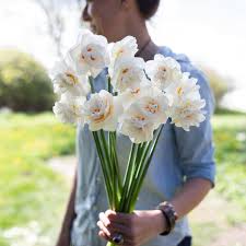 Attēlu rezultāti vaicājumam “Narcissus”