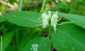 Attēlu rezultāti vaicājumam “Lonicera xylosteum flower”