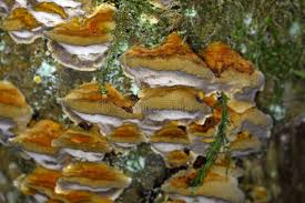 Attēlu rezultāti vaicājumam “Antrodia serialis”