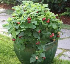 Attēlu rezultāti vaicājumam “Rubus idaeus”