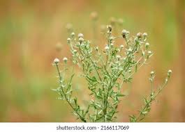 Attēlu rezultāti vaicājumam “Centaurea stoebe bud”