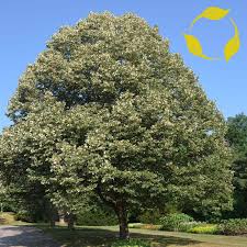 Attēlu rezultāti vaicājumam “Tilia tomentosa”