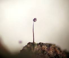 Attēlu rezultāti vaicājumam “Cribraria violacea macro”