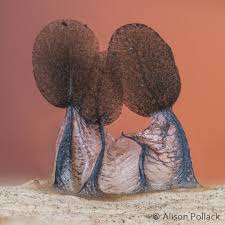 Attēlu rezultāti vaicājumam “Comatricha tenerrima stalked”