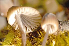 Attēlu rezultāti vaicājumam “Mycena stipata”
