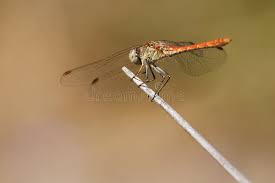 Attēlu rezultāti vaicājumam “Sympetrum”