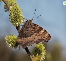 Attēlu rezultāti vaicājumam “Nymphalis polychloros upperside”