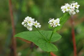 Attēlu rezultāti vaicājumam “Fagopyrum esculentum flower”