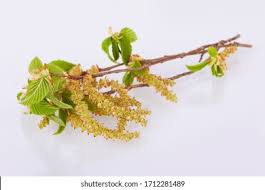 Attēlu rezultāti vaicājumam “Carpinus betulus male flower”