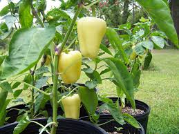 Afbeeldingsresultaat voor Szegedi 80 hot pepper