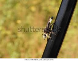 Attēlu rezultāti vaicājumam “Laphria gibbosa”