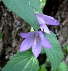 Attēlu rezultāti vaicājumam “Campanula rapunculoides leaf”