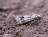 Attēlu rezultāti vaicājumam “Elachista maculicerusella”