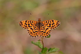 Attēlu rezultāti vaicājumam “Clossiana selene upperside”