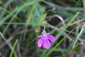 Attēlu rezultāti vaicājumam “Geranium palustre flower”