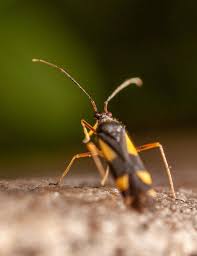 Attēlu rezultāti vaicājumam “Dryophilocoris flavoquadrimaculatus imago”